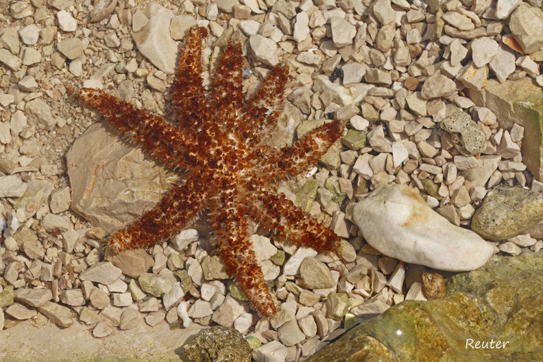 Dornen-Seestern (Coscinasterias tenuispina)